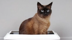 Zakaj mačka polica s krvjo